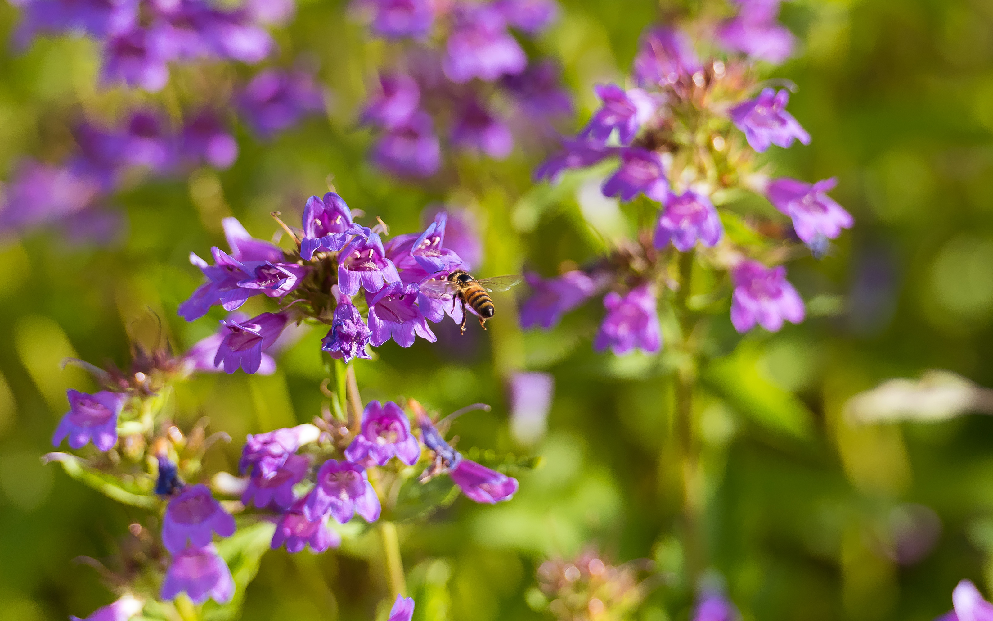 The beautifully flowering green roof attracts bees and other pollinating insects. Bee on lilac flowers